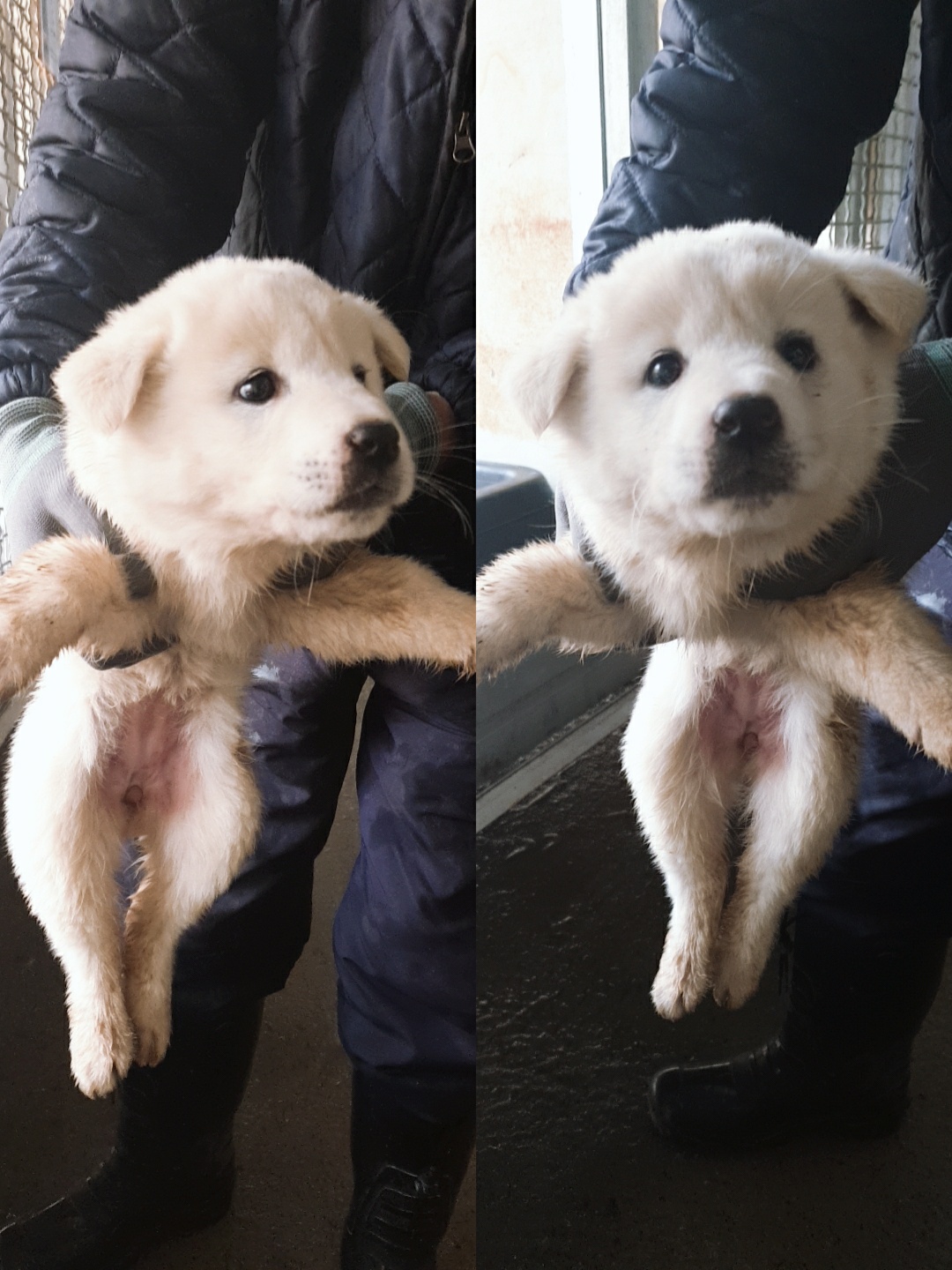 남양동물보호센터_441553202301047